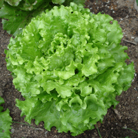 Salade : batavia verte