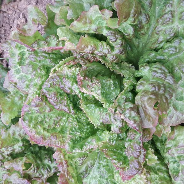 Salade : batavia rouge