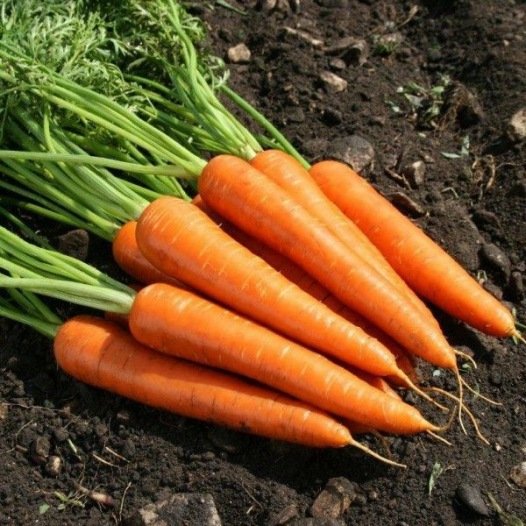 - Semences : carotte nantaise