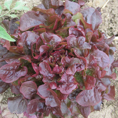 Salade : feuille de chêne rouge