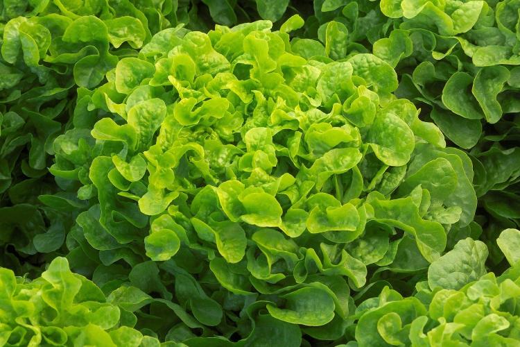 Salade : Feuille de chêne verte