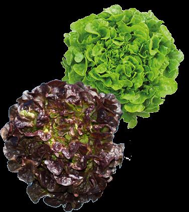 Salade : feuille de chêne bio DUO rouge et verte