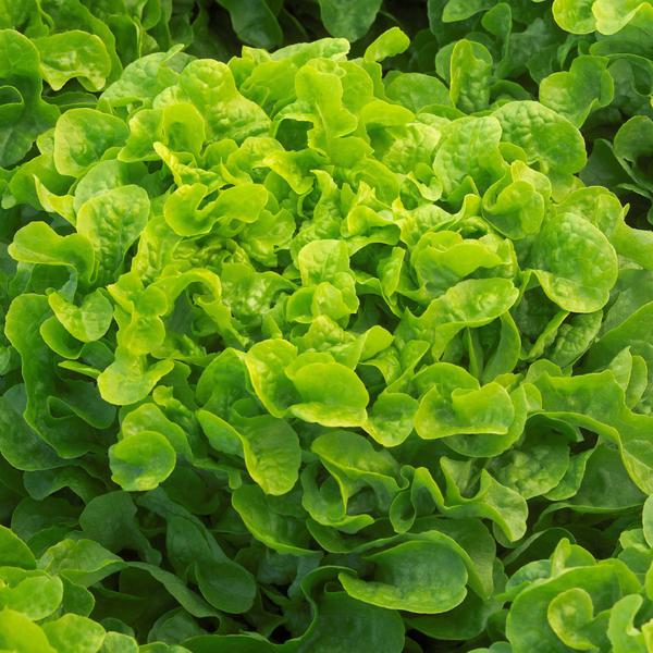 Salade : feuille de chêne verte