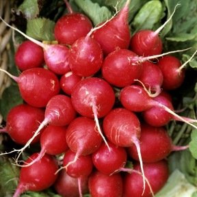 - Semences : radis cherry belle