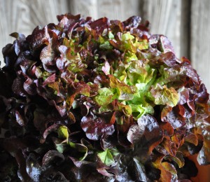 Salade : feuille de chêne rouge