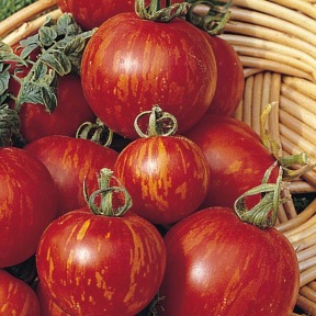 - Semences : Tomate tigerella