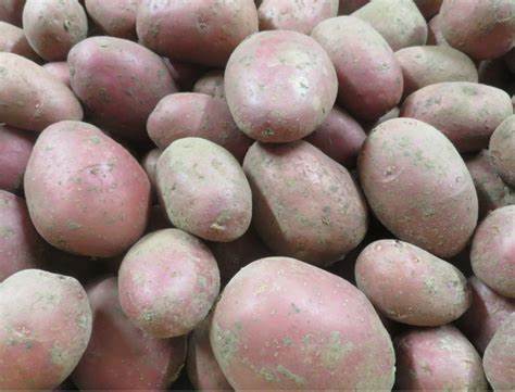PROMO - Pomme de Terre - Rosabelle & Alouette DECLASSEE 1kg - Bio