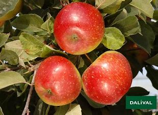 Pommes BIO - Dalinette - 13kg