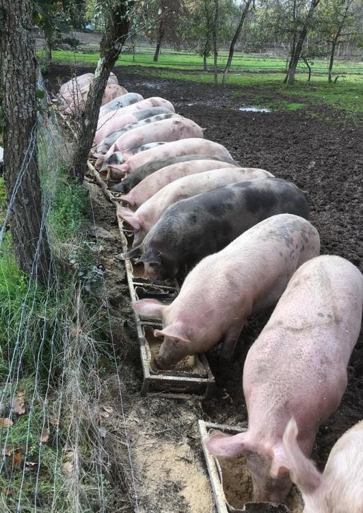 Pâté de campagne - Porc - Verrine 180g - La ferme de Bois retrait