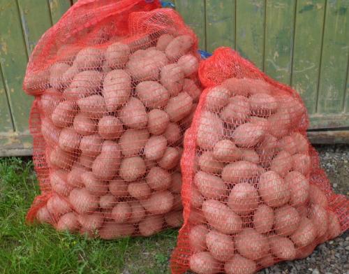 Pommes de terre en filet de 5kg à chair blanche