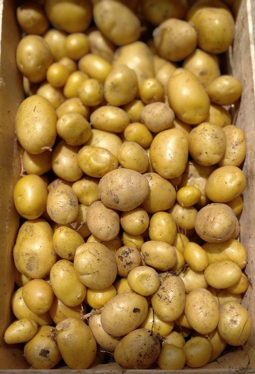 Pommes de terre nouvelles Bio - Variété ANIEL