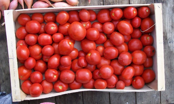 Tomates pour coulis BIO