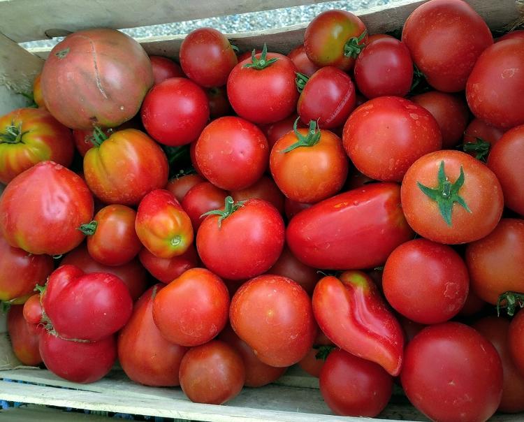 Tomates rouges en mélange (Cornue - Coeur de boeuf - Ronde) -  Bio