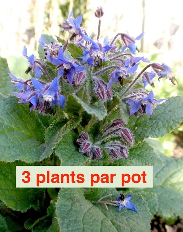 Plant de Fleurs comestibles Bourrache Bleue