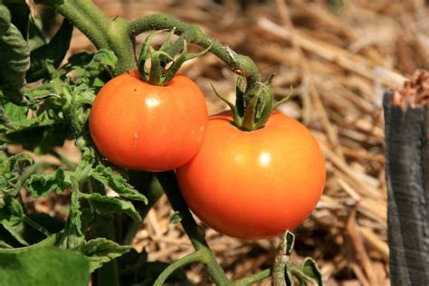 Plant de Tomate La Carotina