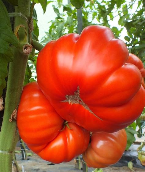 Plant de Tomate Couilles de Taureau