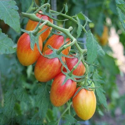 Plant de Tomate Cerise Flamméé Blush