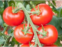 Plant de Tomate "classique" (BIOLAND Hellfrucht)