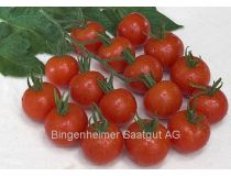 Plant de Tomate "rouge cerise" (BIOLAND Cherry rot)