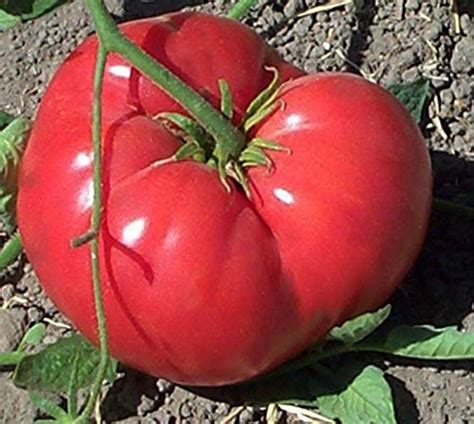 Plant de Tomate Grégory Altaï