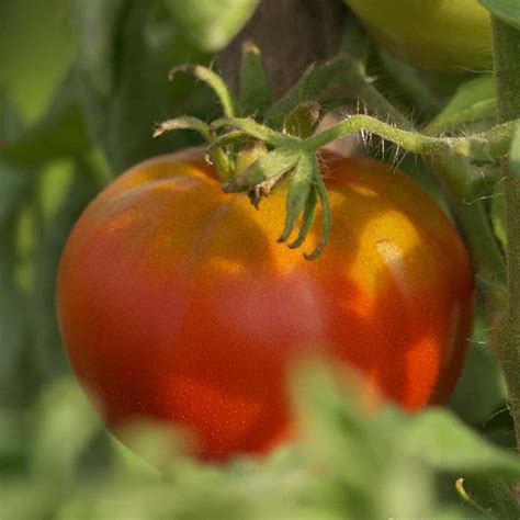 Plant de Tomate Reine des Hâtives