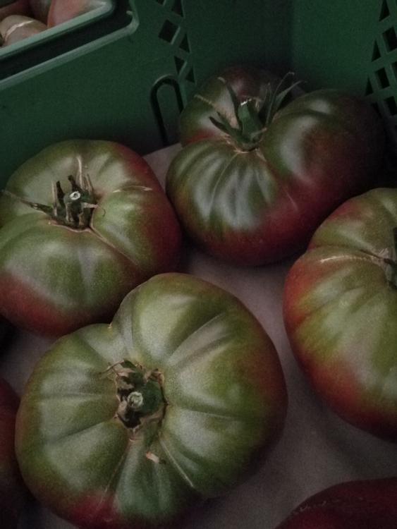 Tomates charnue Marmande marron (BIOLAND Fleischtomate Marmande braun)