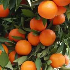 Mandarines (Italie)