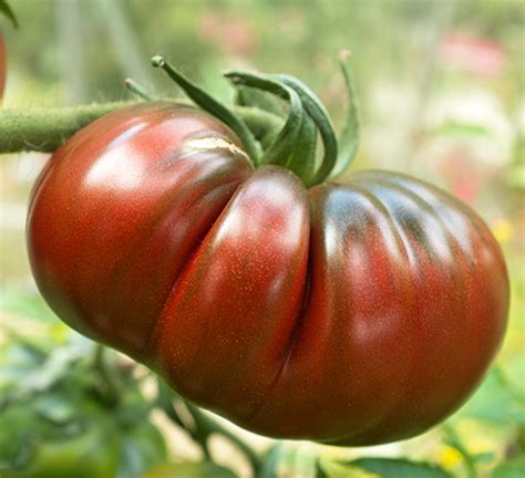 Plant de Tomate Noire de Crimée