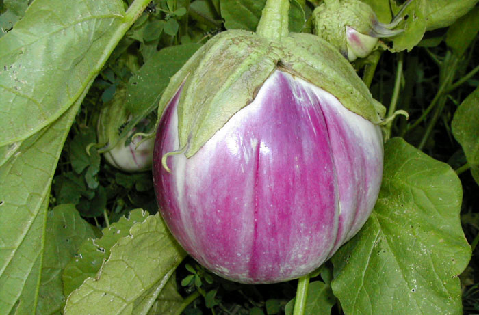 Plant d'Aubergine Rotonda Bianca Sfumata di Rosa