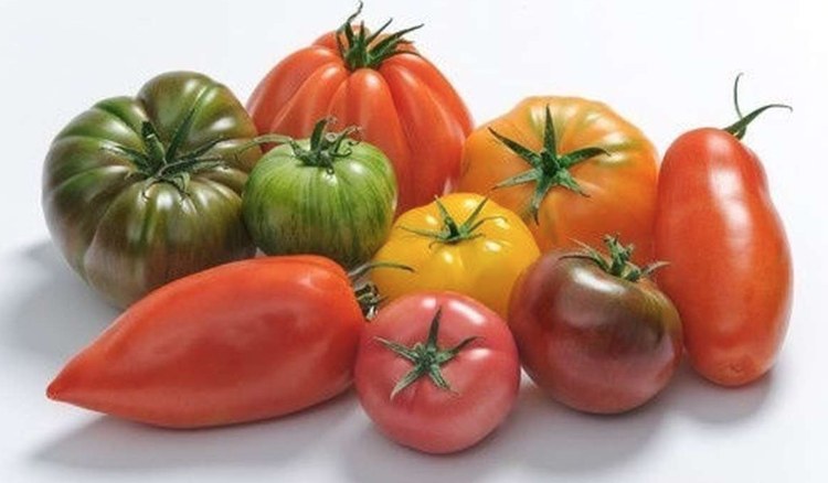 Tomates variétés anciennes en mélange (Brochritti)