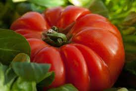 Plant de tomate coeur de boeuf