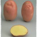 Pommes de terre Désirée