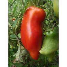 Plant de tomate cornue des Andes