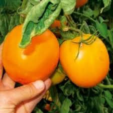 Plant de tomate orange