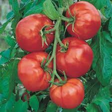 Plant de tomates saint pierre