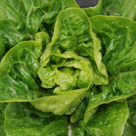 Salade (sucrine)