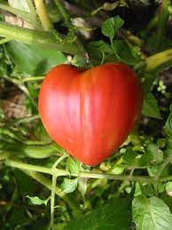 Plant de tomate coeur de boeuf