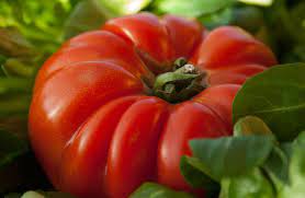 Plant de tomate ronde rouge précoce