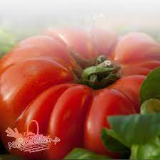 Plant de tomate grosse rouge charnue ancienne