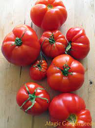Plant de tomate marmande