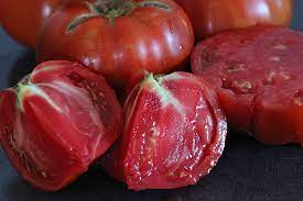 Plant de tomate russe rouge