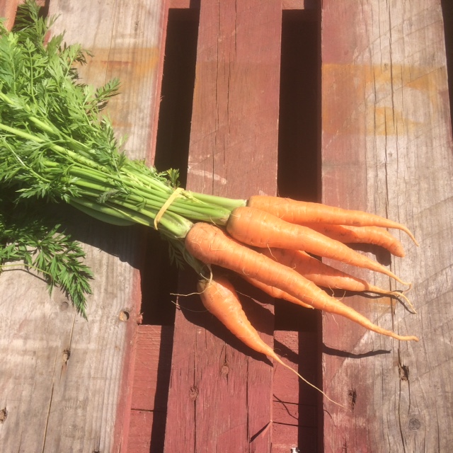 Botte de carotte