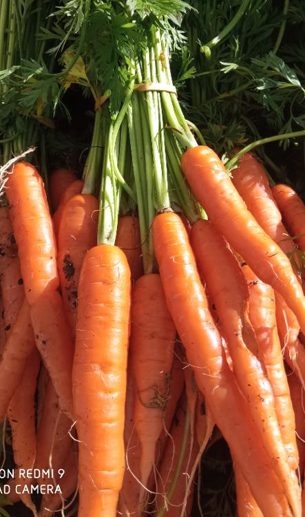 carotte primeur