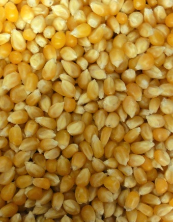 Maïs à pop corn 100g