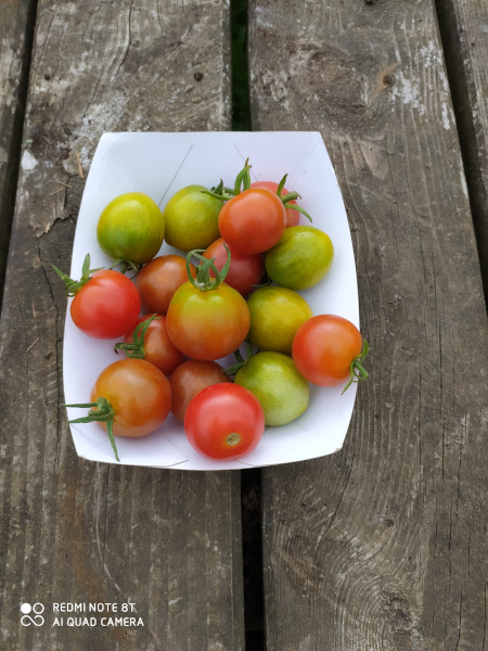 tomates cerises