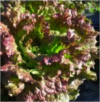 Salade Batavia rouge