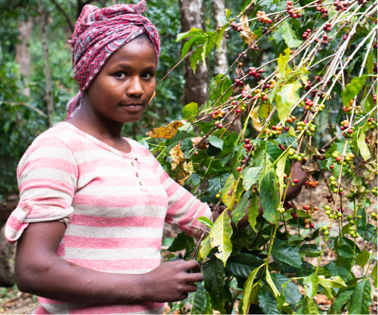 Café en grains Ikawa du Rwanda en vrac