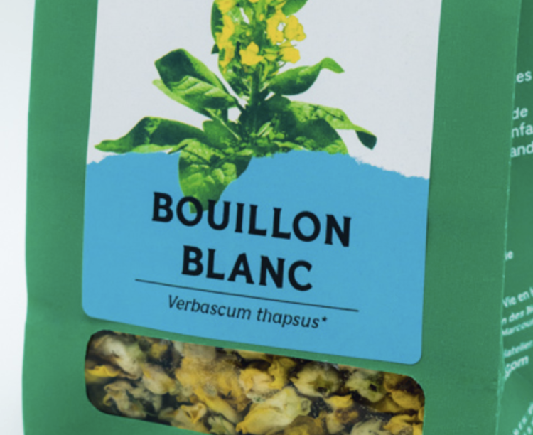 Bouillon blanc Verbascum thapsus