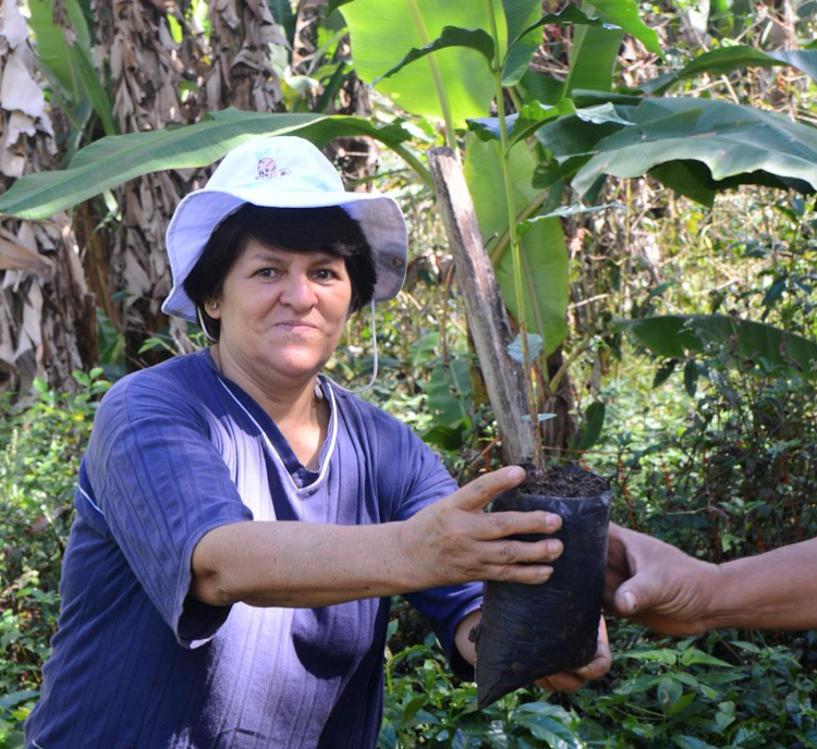 Café en grains Kitché du Guatemala vrac à volonté