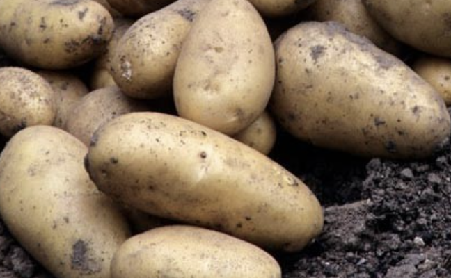 Pommes de terre Mona Lisa filet 5kg